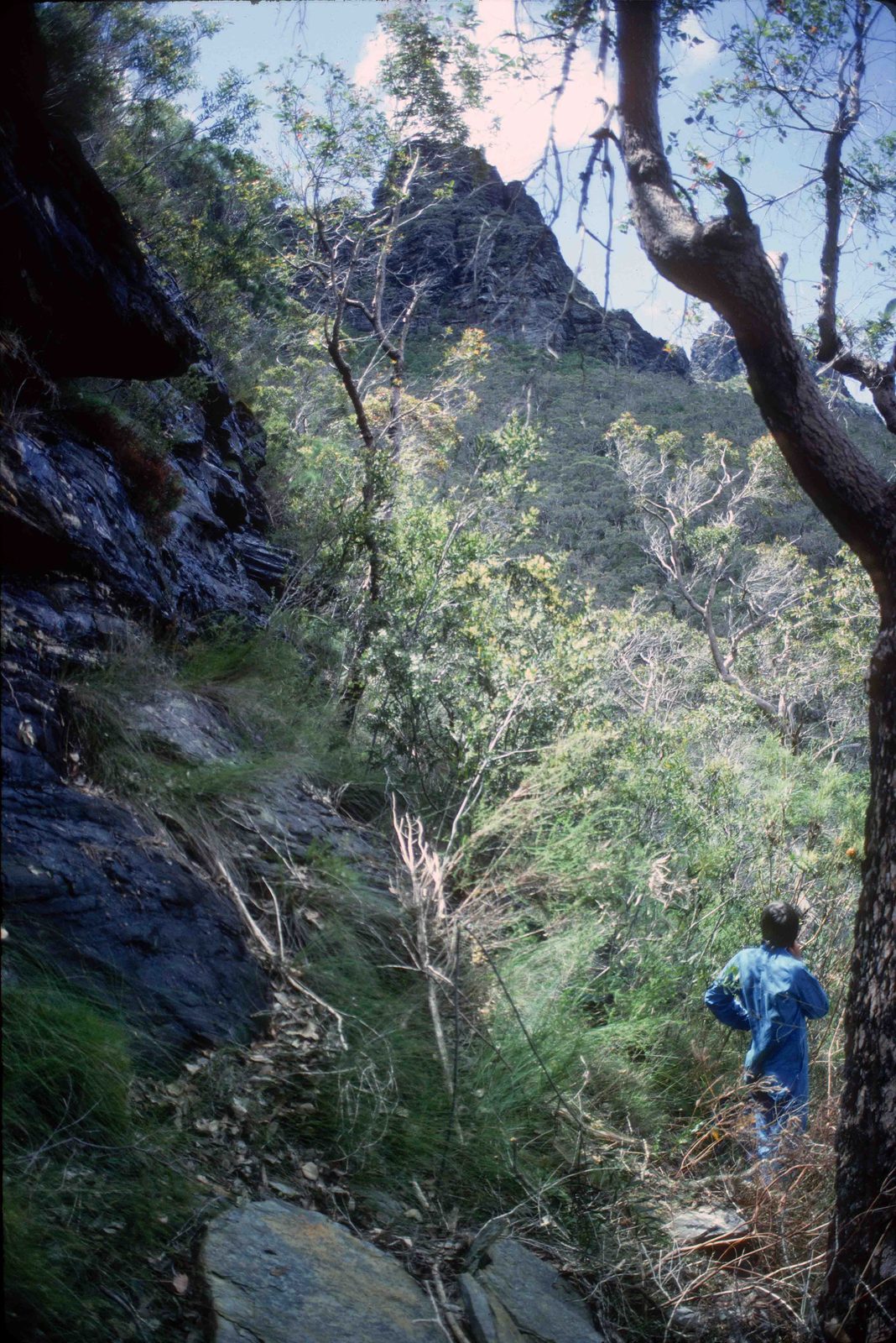 Dense bush near the base, on the south side of the 1st Arrow.